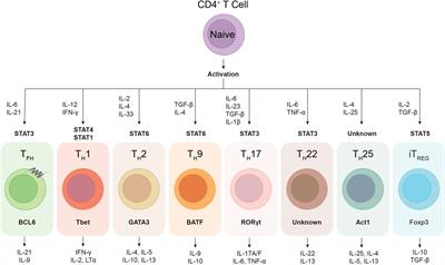 The Differentiation and Maintenance of SARS-CoV-2-Specific Follicular Helper T Cells